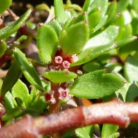 Laurembergia coccinea (Blume)